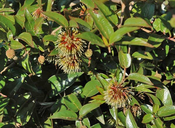 Cephalanthus natalensis