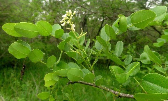 Dalbergia melanoxylon