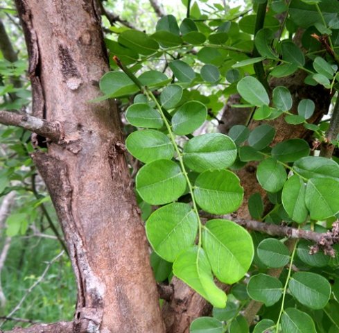 Dalbergia melanoxylon bark