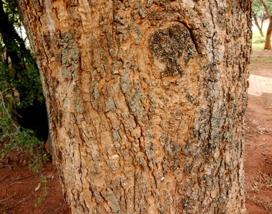 Faidherbia albida bark