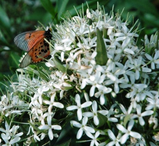 Pavetta lanceolata flower and butterfly