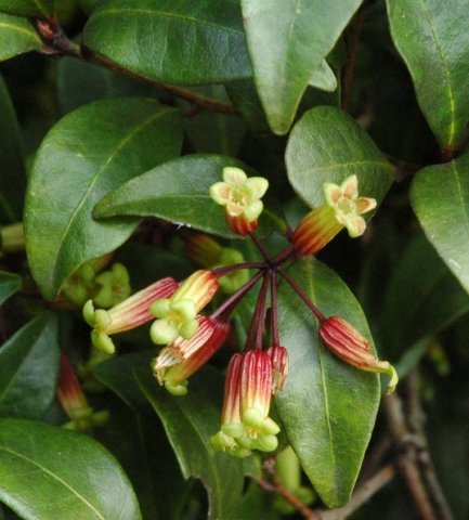 Peddiea africana flowers