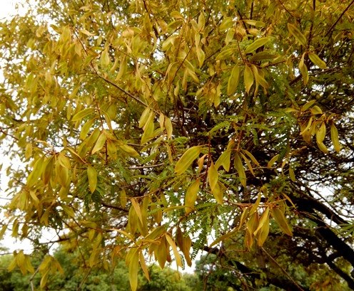 Peltophorum africanum fruiting profusely