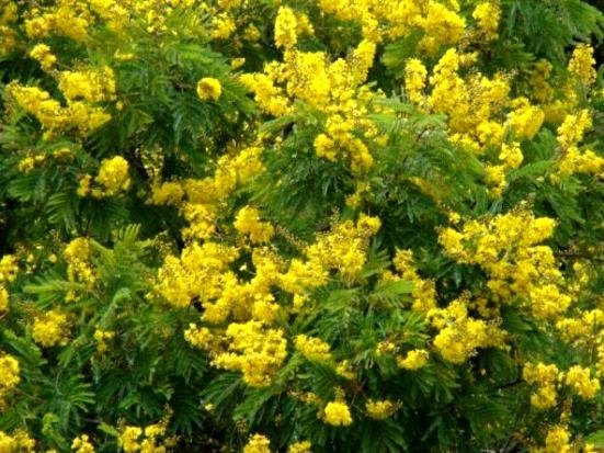 Peltophorum africanum in flower