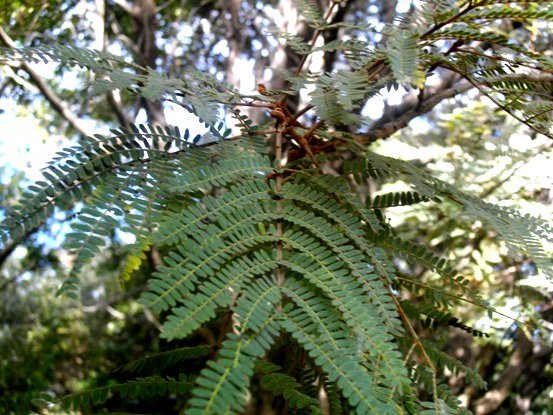 Peltophorum africanum leaf