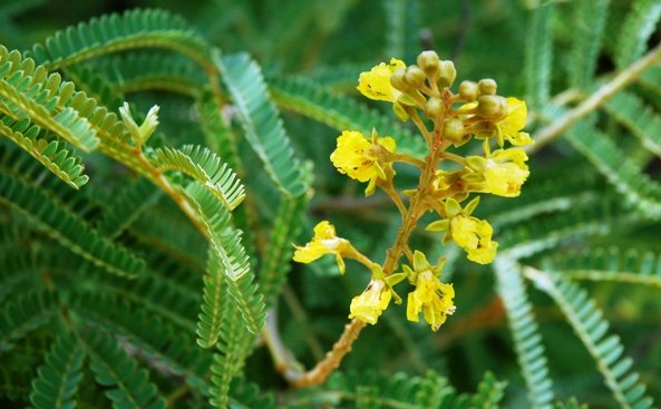 Peltophorum africanum