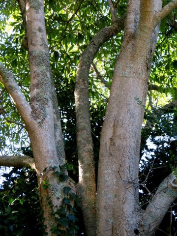 Rauvolfia afra lower branched stems