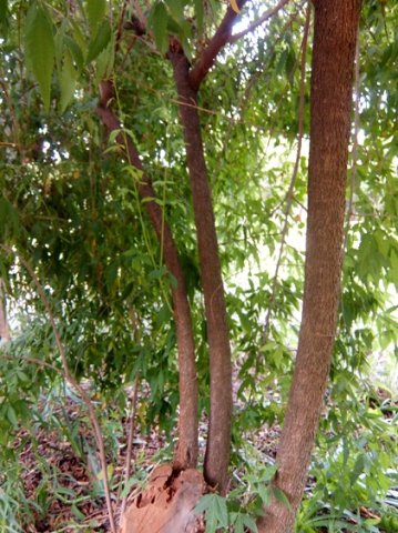 Smodingium argutum stems