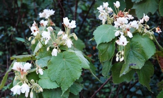 Sparrmannia africana