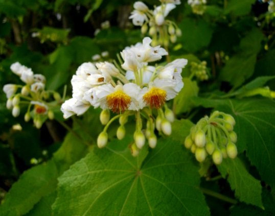 Sparrmannia africana flowers