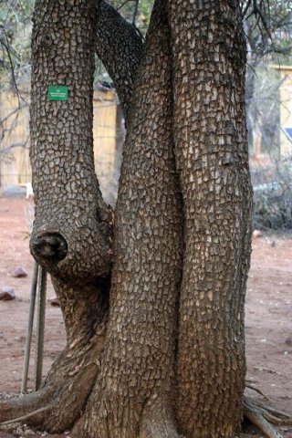 Spirostachys africana bark