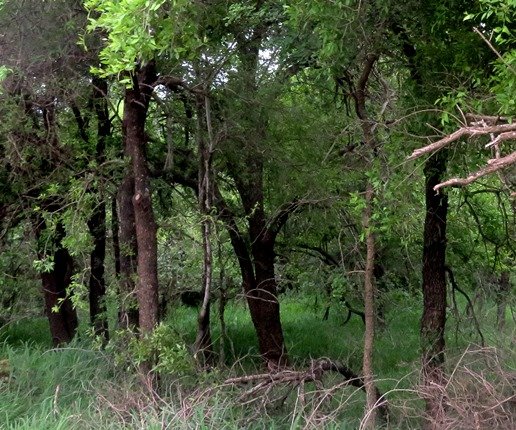 Spirostachys africana trees keeping to themselves