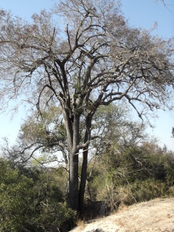 Spirostachys africana 