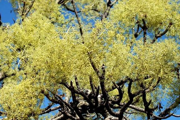 Steganotaenia araliacea var. araliacea flowering