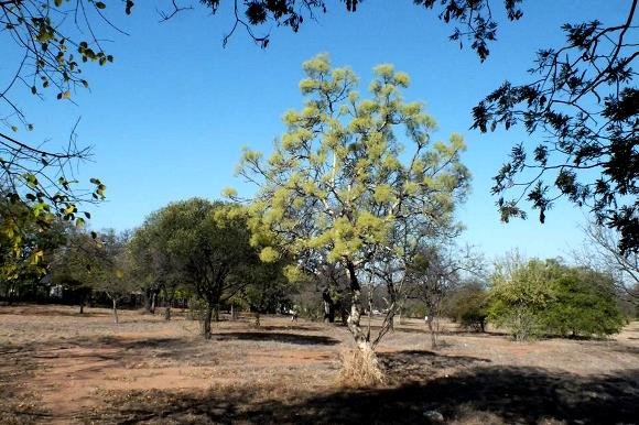 Steganotaenia araliacea var. araliacea