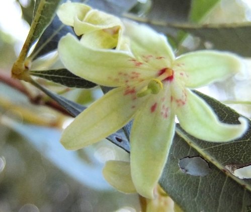 Sterculia alexandri flower
