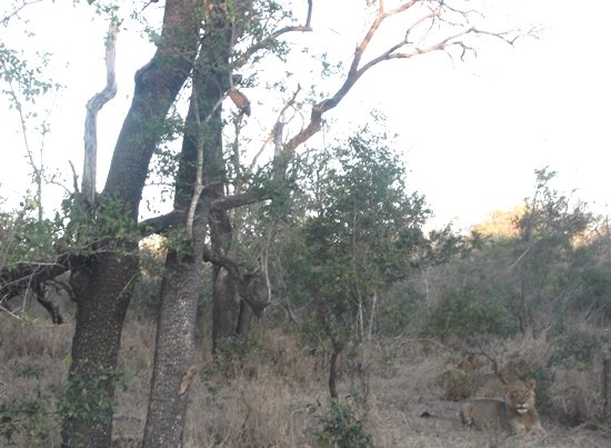 Spirostachys africana stem colour difference